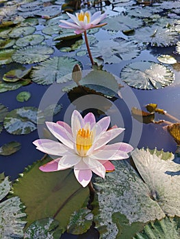 Beautiful water lily pink lotuses flower in the pond