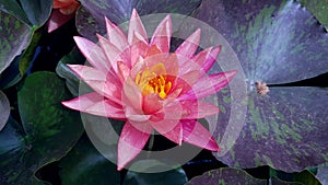 Beautiful water lily plant, floating plant in the pond or pond. The tranquility of the pond. pink water lily. Lotus flower