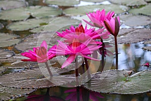 Beautiful water lily in pond