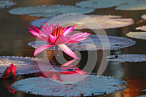 Beautiful water lily in pond