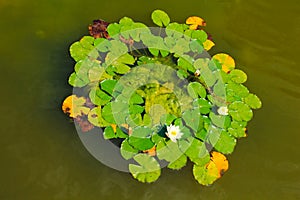 Beautiful water lily in a pond Folkestone England