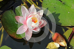 Beautiful water lily in a pond Folkestone England