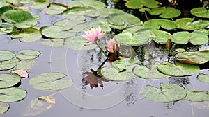 Beautiful water lily in pond in rainy day, rain drops and ripples in super slow motion footage