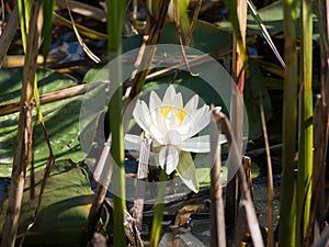 Beautiful Water Lily