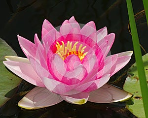 Beautiful water lily type Nymphea Fabiola Pink Hardy