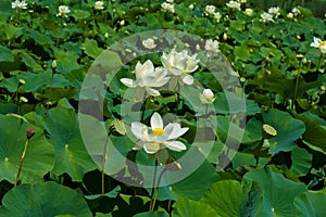 Beautiful water lotus in Blue Lotus Water Gardens, Yarra Junction