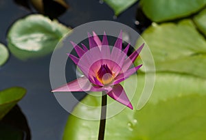 Beautiful water lotus in Blue Lotus Water Gardens, Yarra Junction