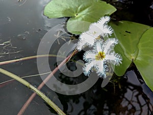 beautiful water snowflake flowers from kas pathar valley of flowers from maharashtra -