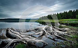 Beautiful water tank in Ore mountains, Czech republic. Detail of tree roots in clear water.