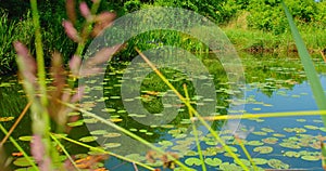 Beautiful water yellow lily flowers in pond. Water lilies Nuphar lutea on river. Leaves and flowers. Green nature