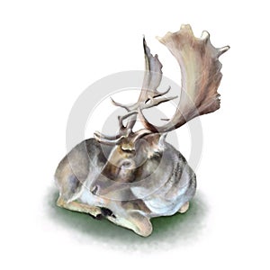 Beautiful watercolor art work of realistic deer with huge horns laying on grass on white background
