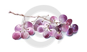 Beautiful watercolor branch red grapes, illustration isolated on white background. Hand-painted Food - Wine Grapes.