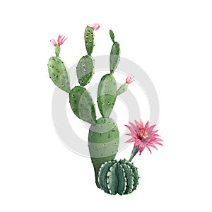 Beautiful watercolor cactus combination. Hand drawn stock illustrations. White background. Isolated objects.