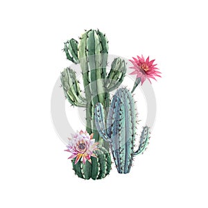 Beautiful watercolor cactus combination. Hand drawn stock illustrations. White background. Isolated objects.