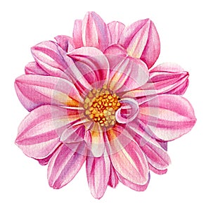 Beautiful watercolor dahlia flower isolated on white background, watercolor botanical painting, delicate flowers