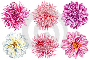 Beautiful watercolor dahlia flowers set isolated on white background, watercolor botanical painting, blooming flowers