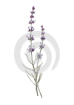 Beautiful watercolor floral bouquet with isolated lavanda flowers. Stock illustration.