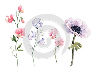 Beautiful watercolor floral set with anemone and sweet pea flowers. Stock illustration.