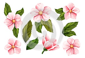 Beautiful Watercolor flower set over white background for design