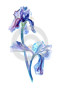 Bellissimo acquerello illustrazioni da blu un viola colori su bianco. fiore ibrido 