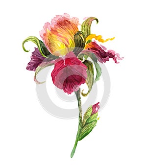 Beautiful watercolor iris flower