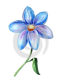 Beautiful watercolor one blue flower