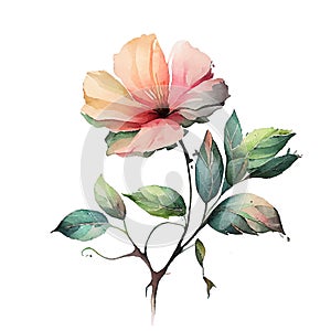 Beautiful Watercolor Painted Flower Cutout on white background Generative AI