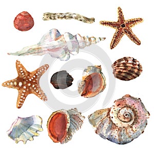 Beautiful watercolor set with colorful sea shell for decorative design. Artistic backdrop. Watercolor abstract art