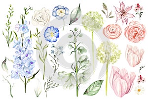 Beautiful Watercolor set with different wild flowers and leaves.