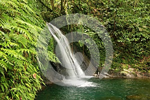 Beautiful waterfall in a rainforest, Guadeloupe, Caribbean Islands, France