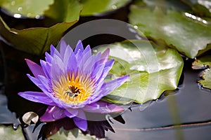 Beautiful waterlily