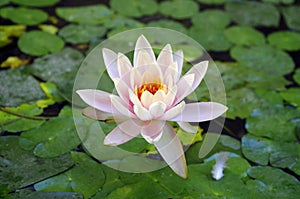 Beautiful waterlily.