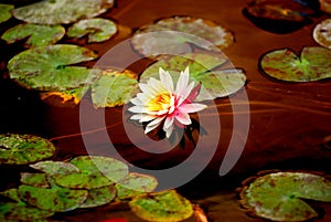 A beautiful waterlily