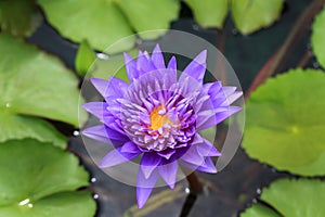 Beautiful waterlily