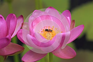 Beautiful waterlily