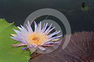 Beautiful waterlily