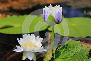 Beautiful waterlily