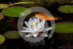 Beautiful Waterlily flower in the garden pond