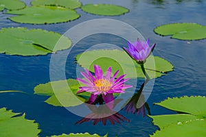 This beautiful waterlily or lotus flower