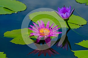 This beautiful waterlily or lotus flower
