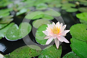 This beautiful waterlily or lotus flower