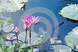 beautiful waterlily, lotus flower plants in pond with green leaf
