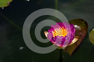 Beautiful waterlily or lotus flower in pond