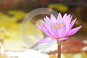 Beautiful Waterlily, Pink Lotus Flower Plants In Pond