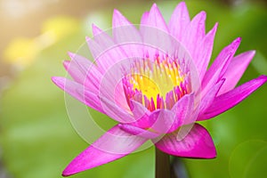 Beautiful Waterlily, Pink Lotus Flower Plants In Pond With Green Leaf Background And Sunlight