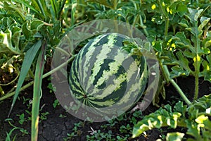 Beautiful watermelon plant with ripe fruit in garden