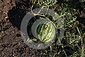 Beautiful watermelon plant with ripe fruit in garden, top view