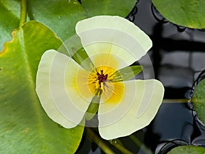 Beautiful waterpoppy up close from above