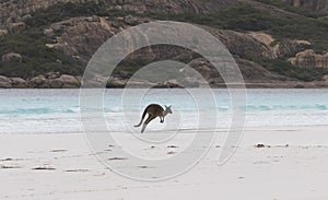 Beautiful waters and landscape of Lucky Bay with leaping kangaroo