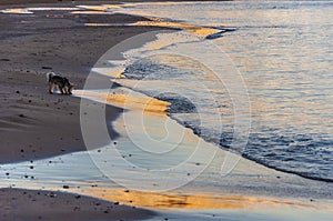 Beautiful waves at sunset